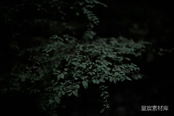 高清摄影 幽暗森林中的绿叶