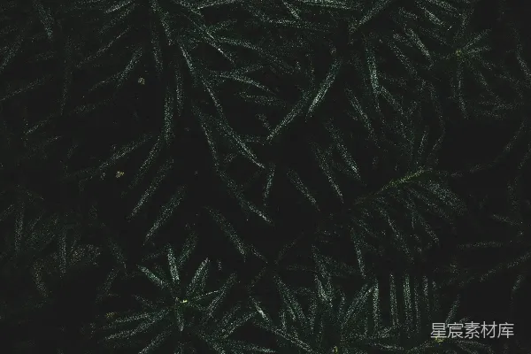 高清摄影 深邃的绿色植物纹理