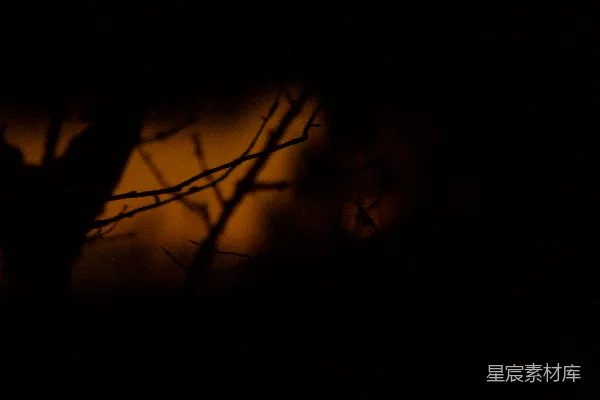 高清摄影 月光下的树枝剪影