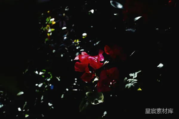 高清摄影 暗夜中的红花