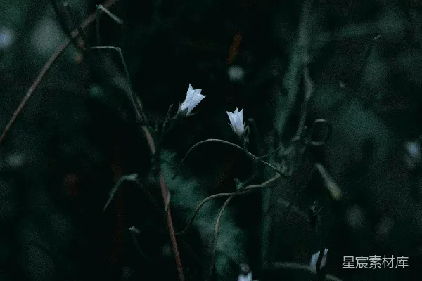 高清摄影 幽暗森林中的白色花苞