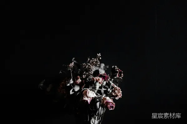 高清摄影 暗夜中的干花