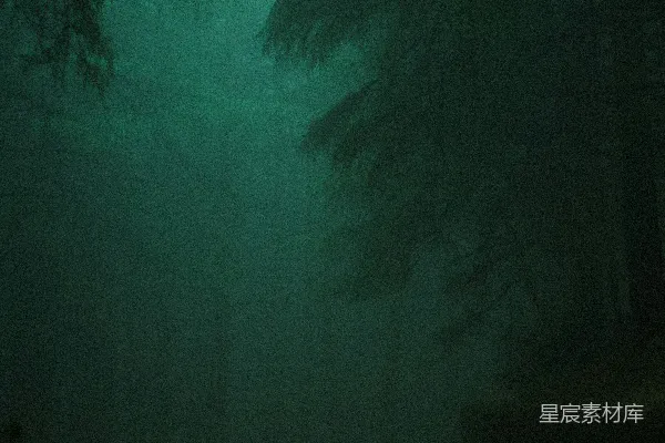 高清摄影 幽深森林的神秘夜晚