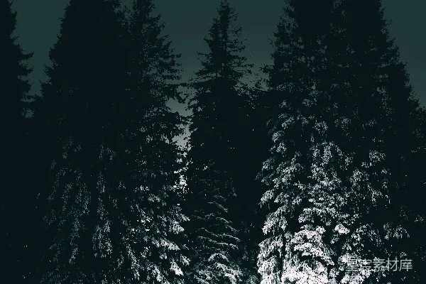高清摄影 冬夜松林