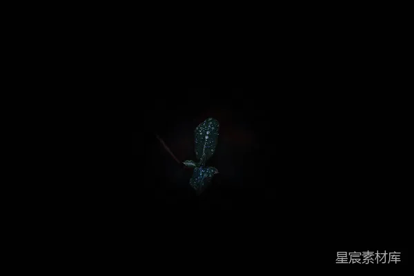 高清摄影 夜露下的小绿叶