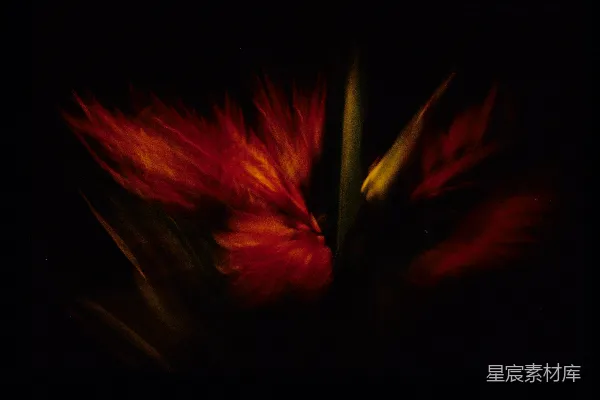 高清摄影 夜色中的红花