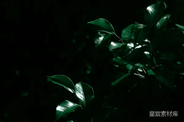 高清摄影 幽暗中的绿叶