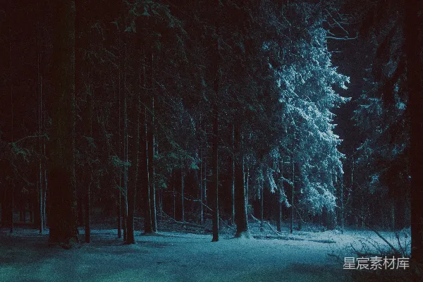 高清摄影 冬夜的雪林