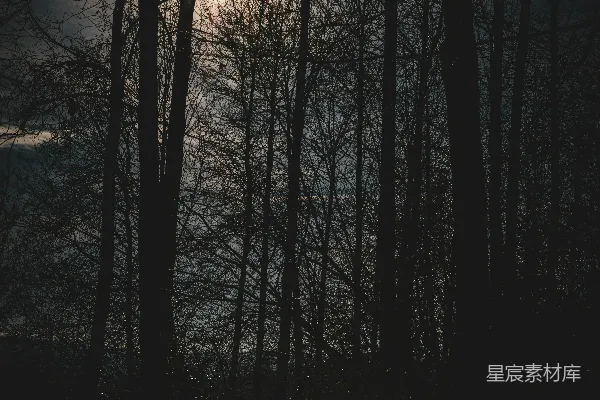 高清摄影 林间夕阳