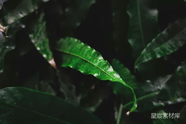高清摄影 雨后翠绿的叶子