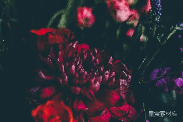 高清摄影 深色背景下的红色花朵