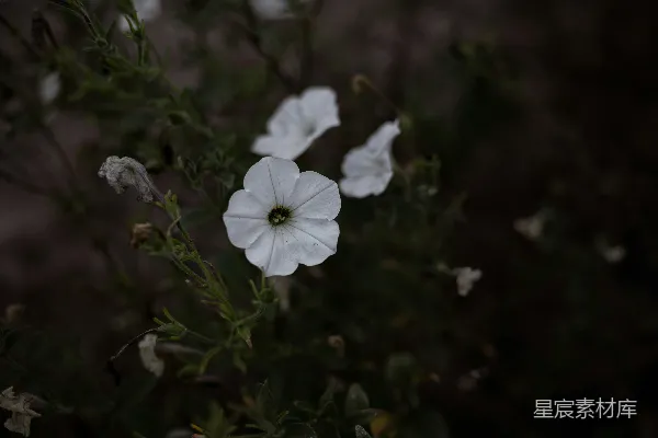 高清摄影 白色花瓣与夜晚的宁静