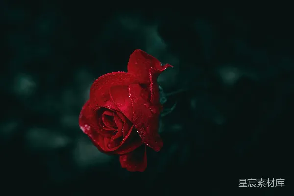 高清摄影 晨露中的红玫瑰