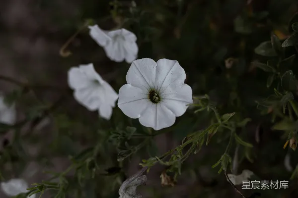 高清摄影 夜晚的白色花朵