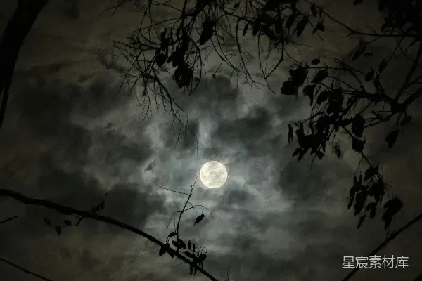 高清摄影 夜幕下的满月与树影