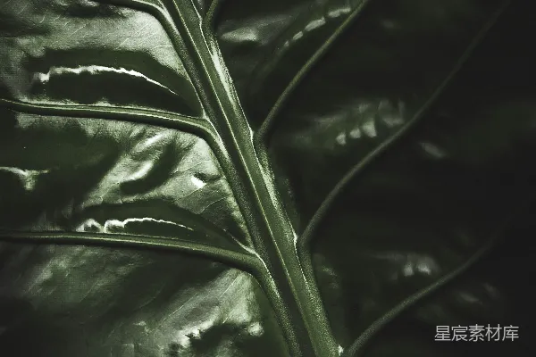 高清摄影 深绿植物特写