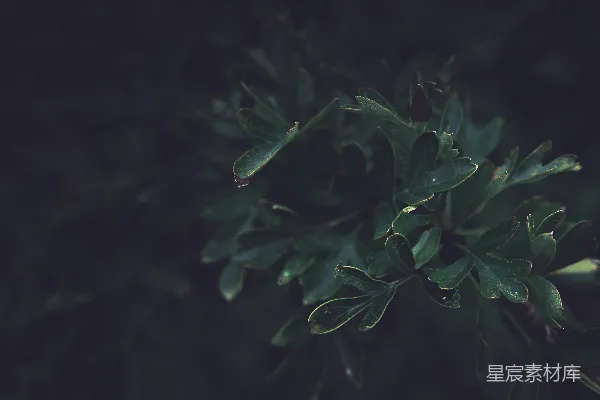 高清摄影 绿叶的宁静