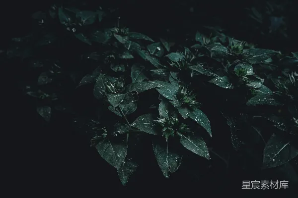 高清摄影 雨后生机：湿润的叶子特写