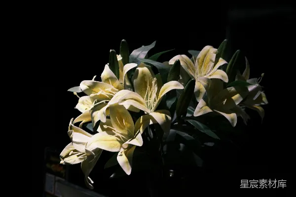 高清摄影 暗夜中的百合花