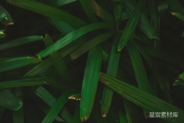 高清摄影 绿色热带植物特写