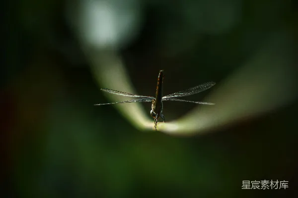 高清摄影 晨光中的蜻蜓