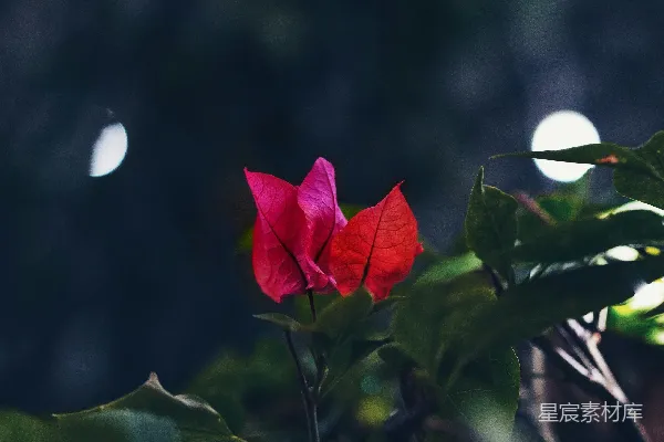 高清摄影 夜色中的红花