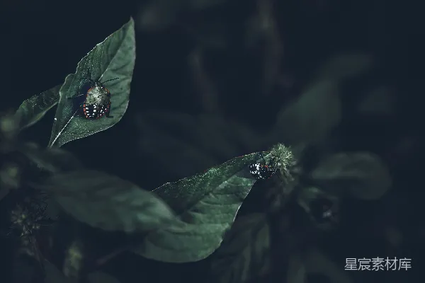 高清摄影 绿叶上的昆虫