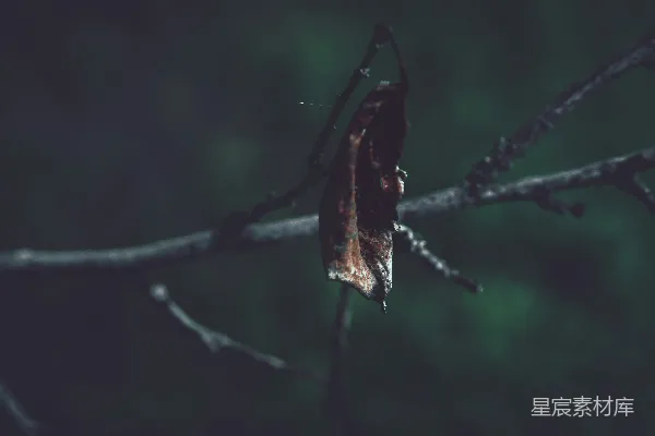高清摄影 枯叶挂在树枝上