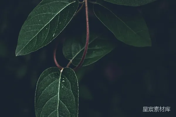 高清摄影 绿叶在黑暗中的轮廓