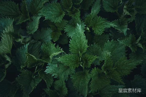 高清摄影 深绿的荨麻植物