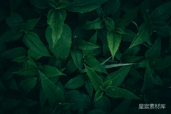 高清摄影 深绿色的植物叶子