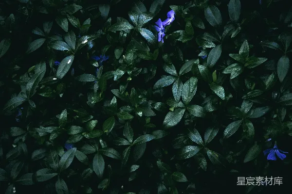 高清摄影 蓝花与绿叶的宁静