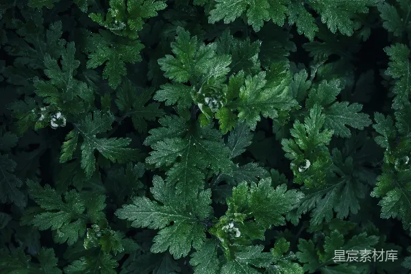 高清摄影 深绿色植物纹理