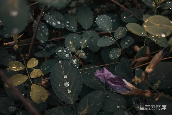高清摄影 雨后绿植特写