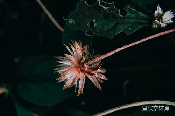高清摄影 枯萎的花朵与幽暗的自然