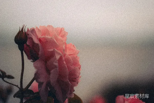 高清摄影 晨雾中的粉玫瑰