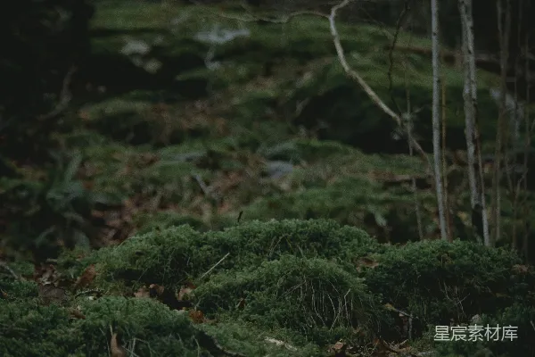 高清摄影 森林中的苔藓