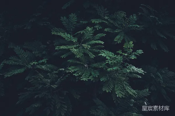 高清摄影 深绿色植物的叶子