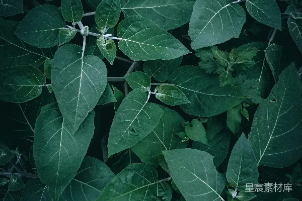 高清摄影 深绿色植物叶子