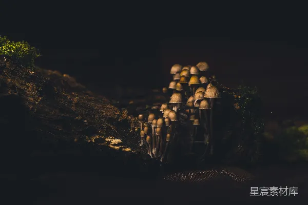 高清摄影 森林中的神秘蘑菇