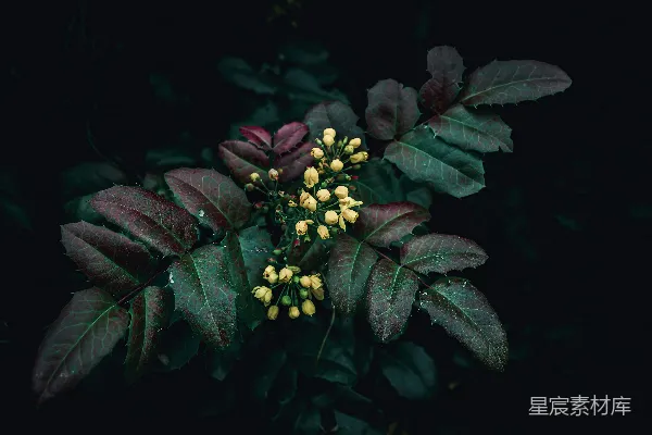高清摄影 深绿色植物的神秘之美