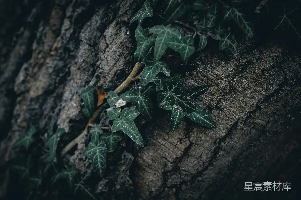 高清摄影 藤蔓与树皮的自然对话
