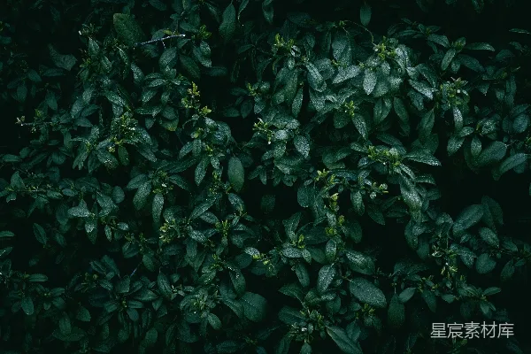 高清摄影 雨后绿叶