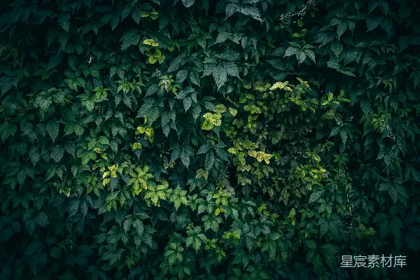高清摄影 绿色植物墙