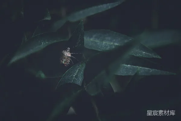 高清摄影 叶上的小昆虫