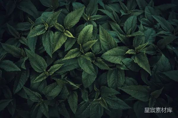 高清摄影 深绿色植物叶子纹理