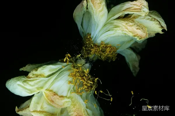 高清摄影 凋零的花朵