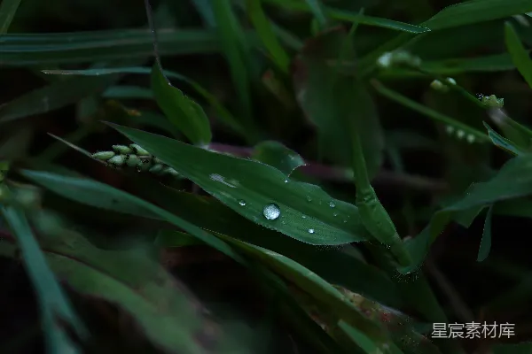 高清摄影 露珠中的绿叶