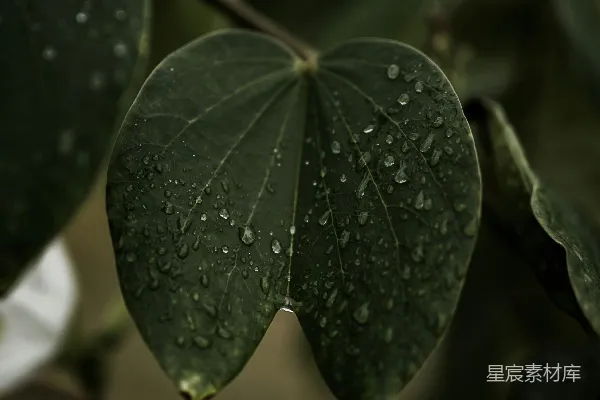 高清摄影 雨后的心形叶子