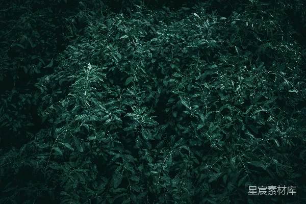 高清摄影 茂密的绿色灌木丛